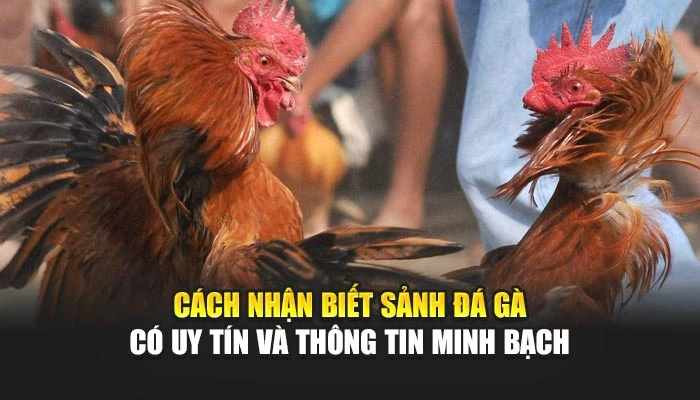 Cách nhận biết sảnh đá gà có uy tín và thông tin minh bạch