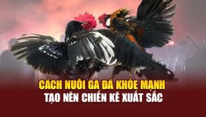 Cách Nuôi Gà Đá Khỏe Mạnh Tạo Nên Chiến Kê Xuất Sắc