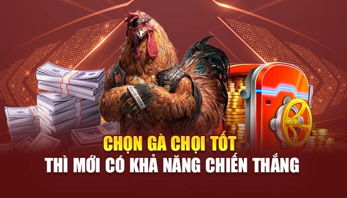 Chọn gà chọi tốt thì mới có khả năng chiến thắng