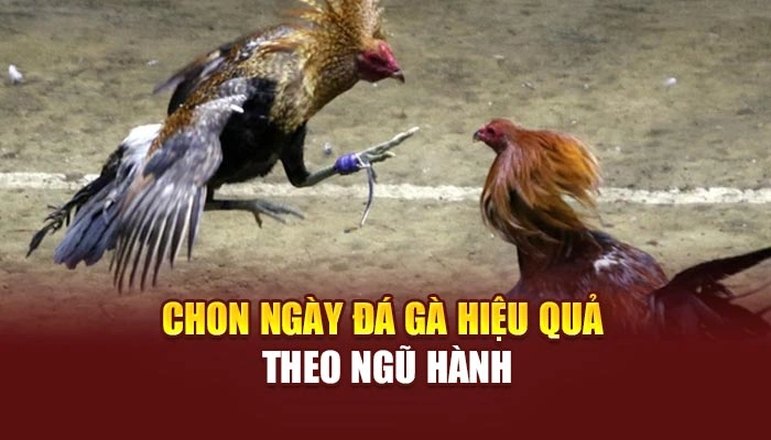 Chọn ngày đá gà hiệu quả theo ngũ hành