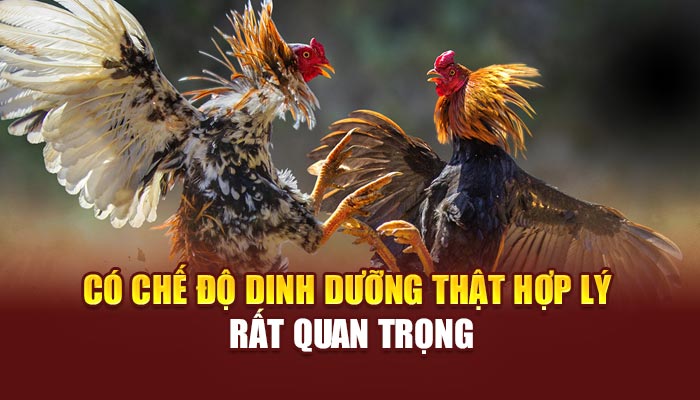 Có chế độ dinh dưỡng thật hợp lý rất quan trọng