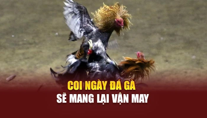 Coi ngày đá gà sẽ mang lại vận may