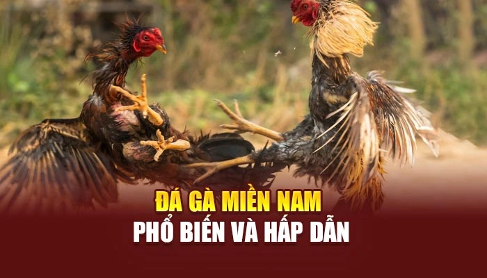Đá gà miền Nam phổ biến và hấp dẫn