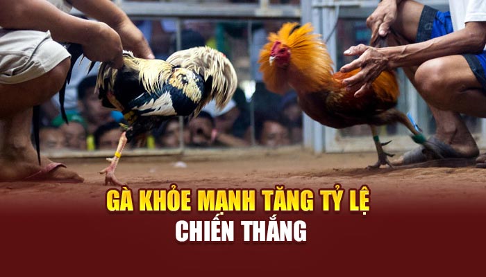 Gà khỏe mạnh tăng tỷ lệ chiến thắng