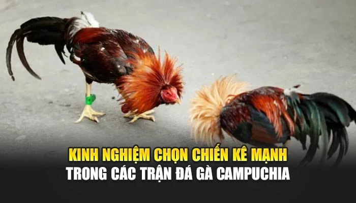 Kinh nghiệm chọn chiến kê mạnh trong các trận đá gà Campuchia