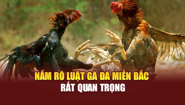 Nắm rõ luật gà đá miền Bắc rất quan trọng