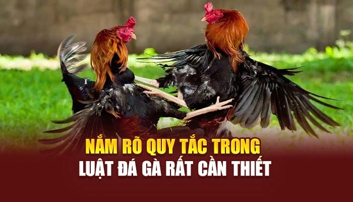 Nắm rõ quy tắc trong luật đá gà rất cần thiết