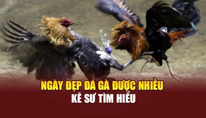 Ngày đẹp đá gà được nhiều kê sư tìm hiểu