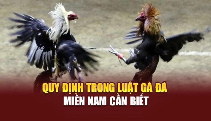 Quy định trong luật gà đá miền nam cần biết