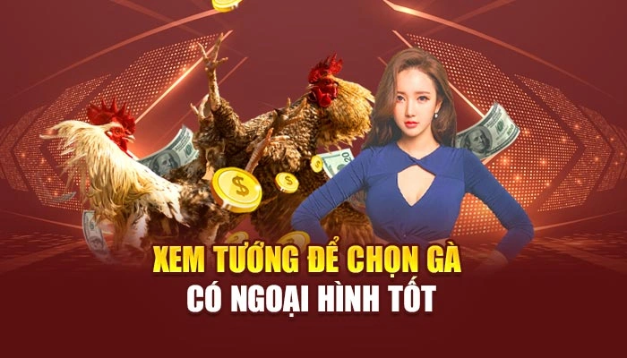 Xem tướng để chọn gà có ngoại hình tốt